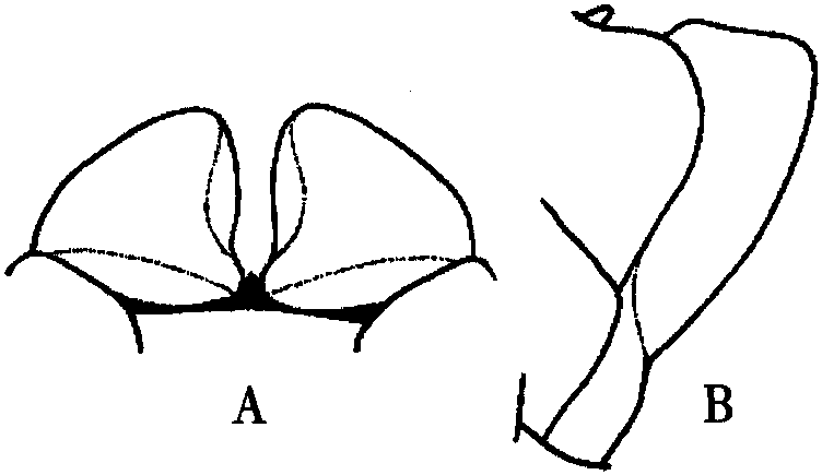 秦岭淡毛三节叶蜂